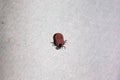 Red velvet mite or rain bug Trombidiidae Royalty Free Stock Photo