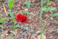 Red Velvet Mite Trombidiidae Species moving on the ground Royalty Free Stock Photo