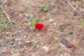 Red Velvet Mite Trombidiidae Species moving on the ground