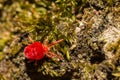 Red Velvet Mite Trombidium holosericeum