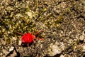 Red Velvet Mite Trombidium holosericeum