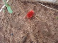 Red velvet mite Trombidium holosericeum Royalty Free Stock Photo