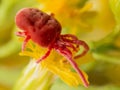 Red Velvet Mite on Yellow Flower