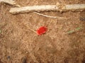 Red Velvet Mites, trombidiidae Royalty Free Stock Photo