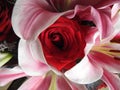 Red velvet rose with pink lilly petals