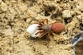 Red velvet spider with eggsack, Stenochilus hobsoni, Satara Royalty Free Stock Photo