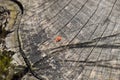 Red velvet tick on the stump. Close up macro Red velvet mite or