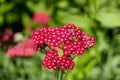 Red Velvet Yarrow Achillea millefolium flower with blurred background which is used on gardens Royalty Free Stock Photo