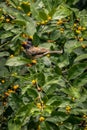 Red vented bul bul bird