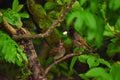 Red-vented Bulbul - Sri Lanka