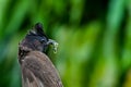 Red-vented Bulbul Pycnonotus cafer
