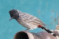 Red vented Bulbul bird Royalty Free Stock Photo