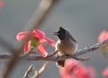 Red vented bulbul bird in Bhopal, India