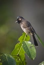 Red-vented bulbul bird in Nepal