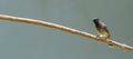 Red-vented bulbul bird perch on a stick