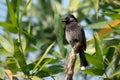 Red-vented bulbul bird Pycnonotus cafer sitting on a dry branch of bamboo