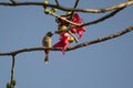 Red.vented Bulbul Bird and Red Silk Cottom or Semal Flowers Royalty Free Stock Photo