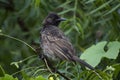 Red vented bulbul bird Royalty Free Stock Photo
