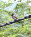 Red-vented bulbul Bird sitting on the electric wire Royalty Free Stock Photo