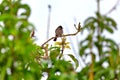 A red-vented bulbul, an exotically bird, is sitting on a twig