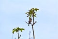 A red-vented bulbul, an exotically bird, is sitting on a twig Royalty Free Stock Photo