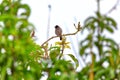 A red-vented bulbul, an exotically bird, is sitting on a twig Royalty Free Stock Photo