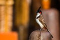 Red vented bulbul extreme closeup