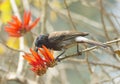 Red vented bulbul Royalty Free Stock Photo