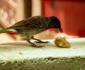 Red-vented bulbul feeding at my home balcony Royalty Free Stock Photo