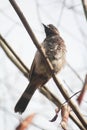 The red-vented bulbul is a member of the bulbul family of passerines