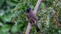 Red-vented bulbul is a member of the bulbul family of passerines