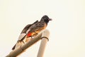 The red-vented bulbul is a member of the bulbul family