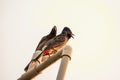 The red-vented bulbul is a member of the bulbul family