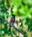 The red vented bulbul is a member of the bulbul family of passerines