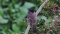 red-vented bulbul is a member of the bulbul family of passerines