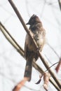 The red-vented bulbul is a member of the bulbul family of passerines