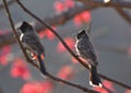 Red vented bulbul pair in Bhopal, India