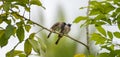 Red vented bulbul pair perch on a tree branch. Preening partner\'s feathers