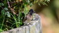 Red-vented Bulbul Perched on a cement flower pot Royalty Free Stock Photo