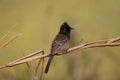 Red Vented Bulbul Perched on Dead Grass