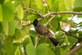 Red vented bulbul perching on a tree with bright green leaves