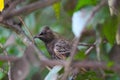Red-vented Bulbul Royalty Free Stock Photo