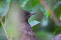 Red-vented Bulbul Royalty Free Stock Photo
