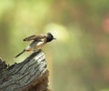 Red vented bulbul photo from dubai Royalty Free Stock Photo