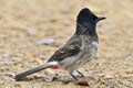 The red-vented bulbul Pycnonotus cafer