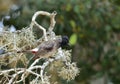 The red-vented bulbul Pycnonotus cafer