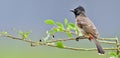 The red-vented bulbul Pycnonotus cafer Royalty Free Stock Photo