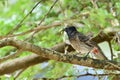 The red-vented bulbul Pycnonotus cafer