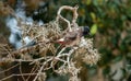 The red-vented bulbul Pycnonotus cafer.