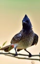 The red-vented bulbul Pycnonotus cafer is a member of the bulbul family of passerines.